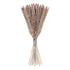 15 Natural Dried Pampas Grass Phragmites for DIY Home and Wedding Decor